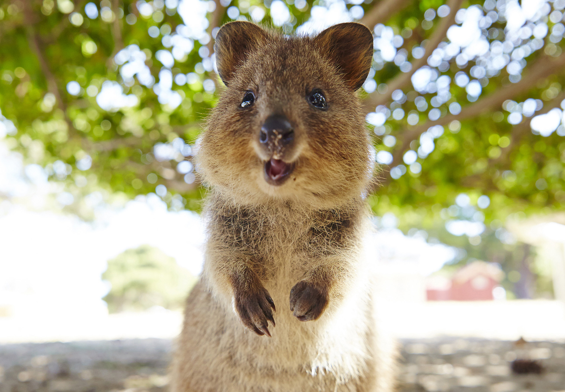 Rottnest Island Rottnest Express rottnest-island-rottnest-express